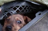 揭秘宠物盲盒背后的乱象：活体动物电商平台的隐患