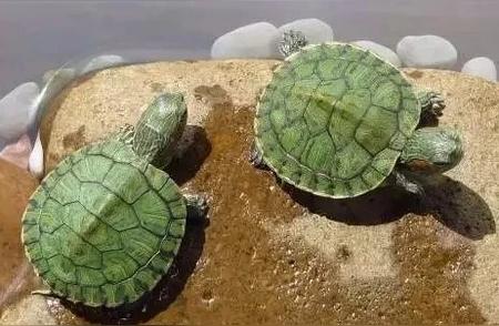 探索巴西龟的变异现象：自然与人工选择的影响