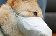 香港确诊患者宠物狗测出弱阳性：疫情下的宠物安全