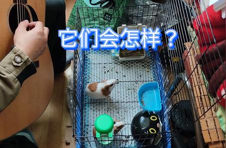 荷兰猪：当它们遇到音乐，会发生什么神奇的事？