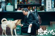 中华田园犬的生活变迁：从被忽视到被关注