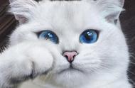白毛蓝眼猫咪听力之谜：基因的力量揭秘