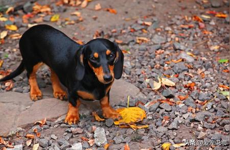 揭秘獾狗：原来它的真名是腊肠犬！