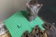 揭秘仓鼠的奇怪行为：是不是看了啥奇怪的动画？