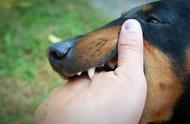 家养狗咬伤：了解原因，预防为先
