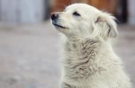 威海环翠区新设立犬只收容站，关爱流浪动物新篇章