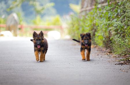 河北德牧幼犬，忠诚小伙伴等你选！