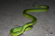 揭秘世界十大绿色蛇类：美丽与毒性并存的自然奇迹