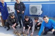 养宠物背后的法律风险，台州31人因此涉嫌犯罪