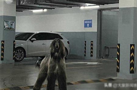杭州车库惊险瞬间：阿富汗猎犬高大威猛，一家三口紧张应对