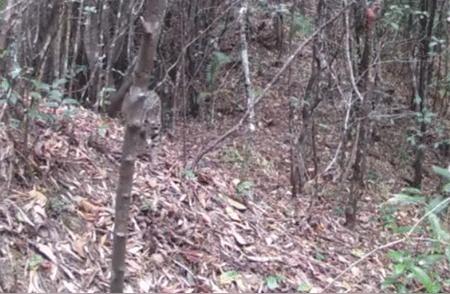 神秘豹猫惊现湖南八面山，满身铜钱花纹引关注