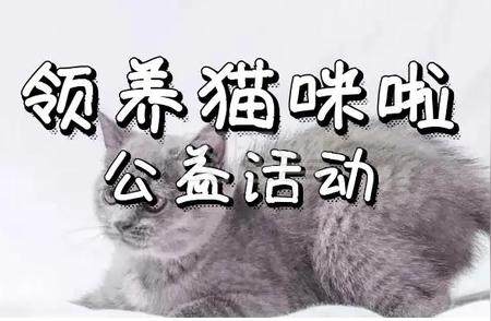 猫咪领养全攻略：如何选择靠谱的宠物领养机构？