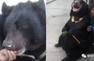 震惊！缅甸养熊人遭遇熊口夺命，爱犬也英勇牺牲