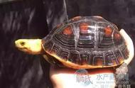 黄缘龟发烧友：十几年实践经验分享，助你成为养龟达人！