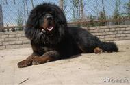 揭秘世界上最大的藏獒王比尔：身价3000万，超越狮子的传奇犬只