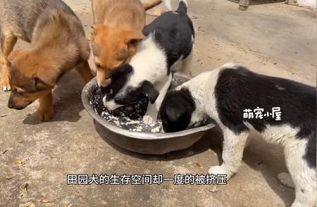 中华田园犬：被误解的忠诚伴侣