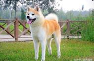 探索日本秋田犬的魅力：为什么它们如此可爱？