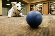 揭秘边牧：世界最聪明的狗狗，认识1022个单词，展现惊人推理能力