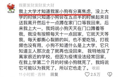 狗狗分离焦虑症的真相：人类时间与狗狗感知的对比