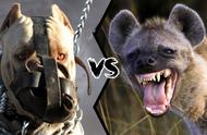 比特犬与斑鬣狗：终极对决，谁能笑到最后？