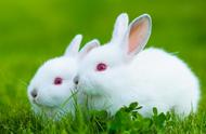 家庭养兔秘籍：如何科学喂养宠物兔子？