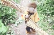小伙带宠物猴回老家农村，猴子竟然成了“山大王”！