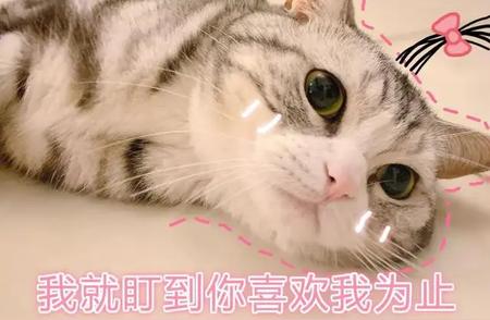 揭秘猫咪智商排行榜，你家猫咪上榜了吗？