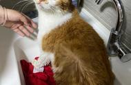 揭秘宠物店给猫洗澡的收费标准！