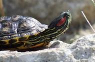 巴西龟与红耳龟：半个世纪乌龙事件的背后真相
