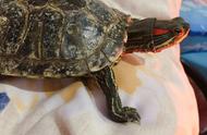探索巴西红耳龟：习性、养护与观赏价值