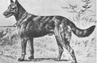 马犬的起源：探寻犬种的古老历史