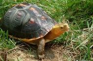 黄缘闭壳龟饲养全攻略：让你的宠物龟健康成长