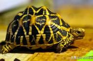 独家解析：探究十大最难养的陆龟种类与特点