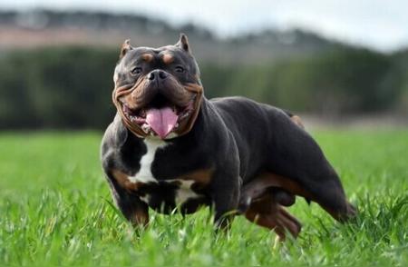英国安全行动：禁止大型恶霸犬以减少人命伤亡