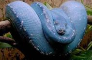 探索世界最贵的蟒蛇：蓝血绿树蟒的神秘价值