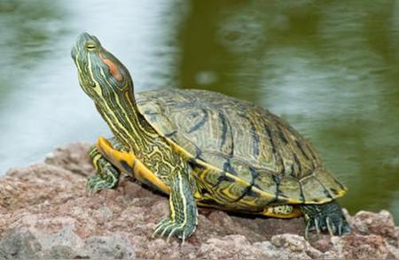 揭秘龟的世界：不同品种的龟介绍