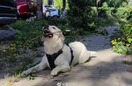 北京昌平：宠物犬坠入深井，救援行动紧张进行