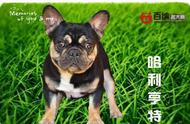 大连红运犬舍：名犬翘楚，品质塑经典