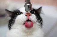 猫咪的隐藏秘密：为何它们爱喝马桶水？