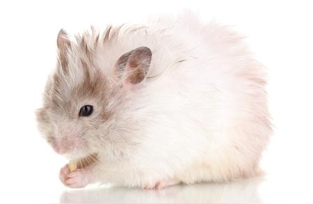 揭秘仓鼠的寿命之谜：你了解它们的生命周期吗？