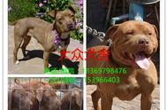 探索浙江比特犬养殖基地：品质幼犬，实惠价格