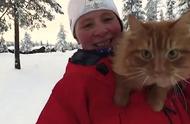 挪威猫展现超凡力量：雪橇上的惊喜