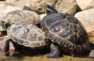 冬季黄耳龟的晒台需求解析