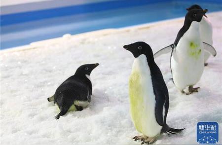 冰城新星：黑龙江省引进阿德利企鹅背后的故事