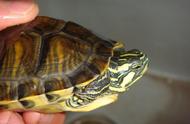 揭秘：巴西龟在中国数量激增的奥秘