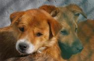 舟山市级流浪犬收容处置中心：为流浪狗提供温暖的家