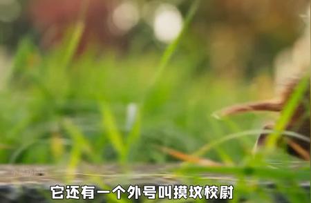 《神奇大自然纪录片》：揭秘原仓鼠的幸福密码