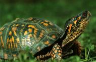 探索宠物龟的世界：速度、种类与养护指南