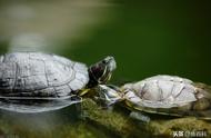 揭秘巴西龟养殖：难度如何，真的容易死亡吗？
