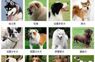 揭秘！一篇文章让你轻松认清所有狗的品种